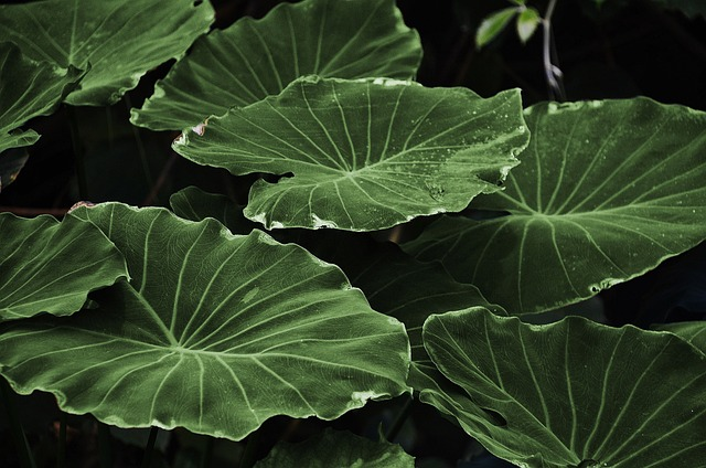 leaves, plant, lotus leaves