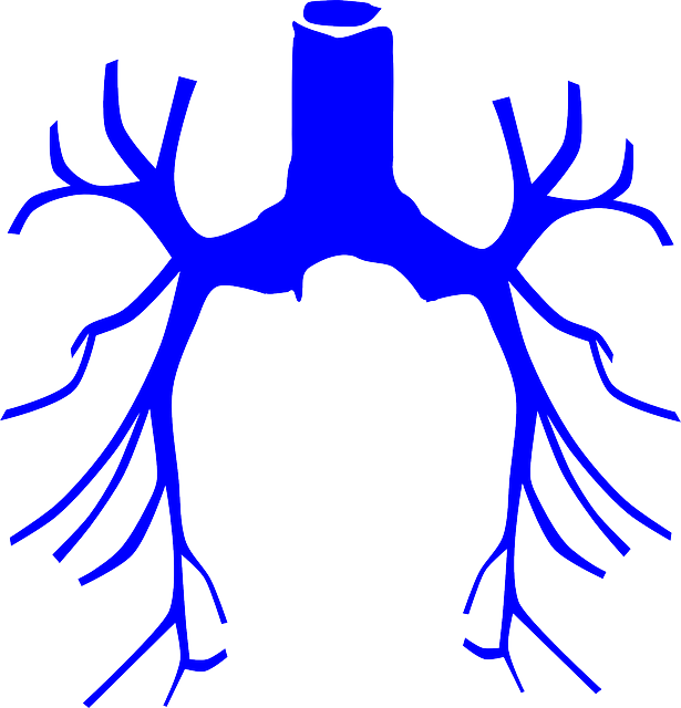 respiratory, system, lungs